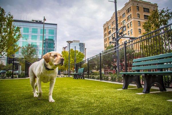 Doggie Parks for Fido