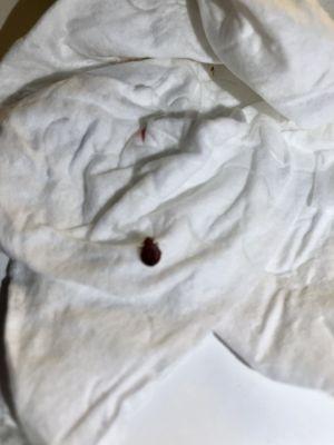 BED BUGS!!!!