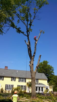 Large tree in Barringtom, RI. Extra care was taken as customer required no damage to lawn.