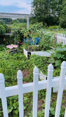 Tomatoes are getting ready