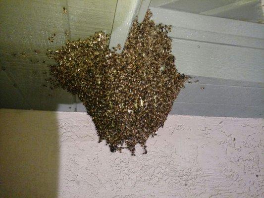 Bee hive second story