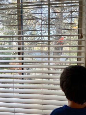 My son enjoying watching TMC crew trim the deadwood from the pine tree outside.