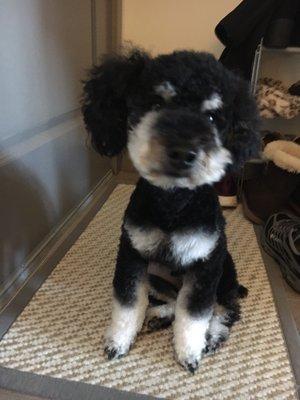 Pancakes the poodle