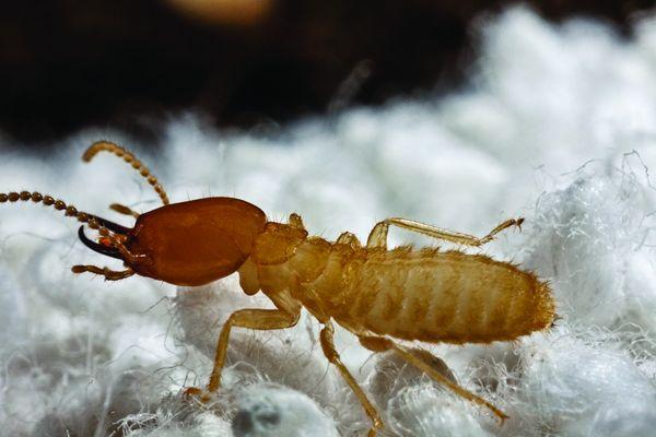 Termite