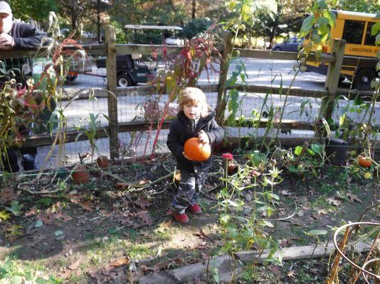 During Halloween they picked pumpkins