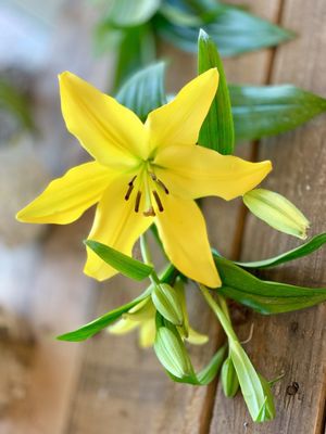 Beautiful yellow lily