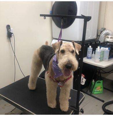 Grooming by our wonderful groomer Jasmine