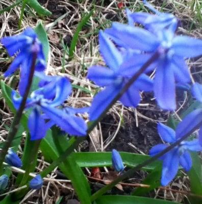 Spring flowers