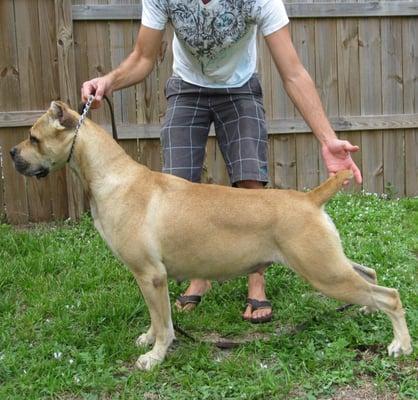 Cane Corso Puppy