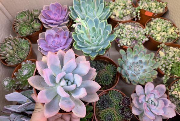 Assorted Succulents Selection 
$6 each OR 2 for $10!