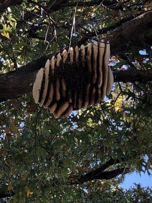 Large bee hive in tree in Plano Tx