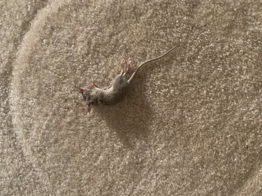 I woke up and found this dead mouse in my apartment