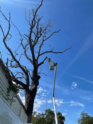 Do your large trees have dead limbs? 
Let us safely remove them before the winter winds turn them into dangerous and costly projectiles.