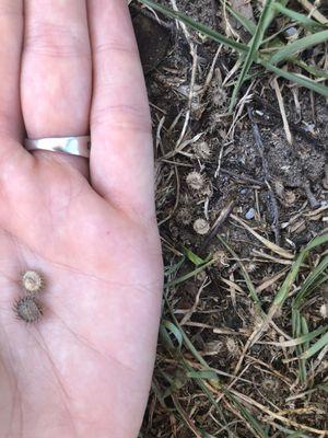 Pokey weeds in hand and on ground next to my hand that get stuck in dogs feet and fur.