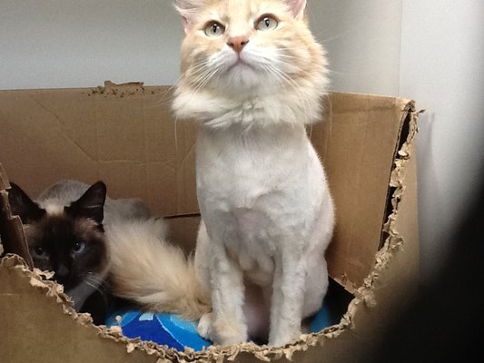 Lilo and Stitch, our clinic cats, snuggled in their box