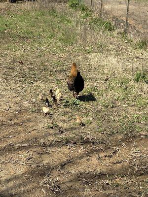 Adorable chickens