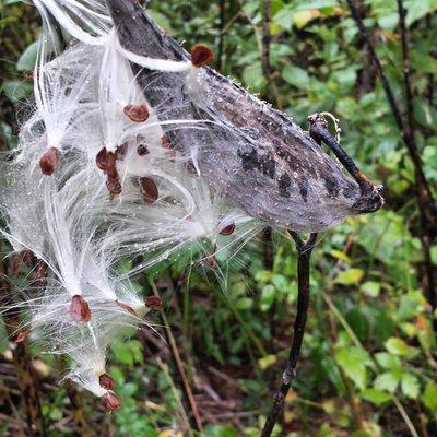 Seedpod exploding.  Found on the yellow trail.