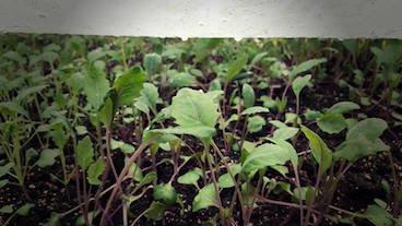 Kohlrabi babies.