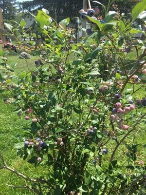 One of many Blueberry bushes-picking on our own!