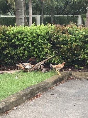 Yes,chickens in the parking lot lol. Looks like Hialeah. They're not shopping here.Poorly stocked