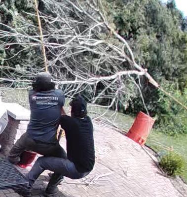 Paulo and sons removing a dead tree and protecting our small bushes using garbage cans