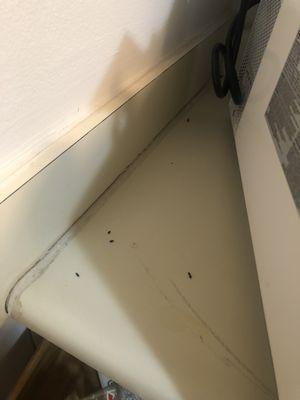 Mice dropping on kitchen counter