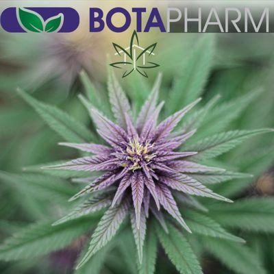 Botapharm is in the flower house!