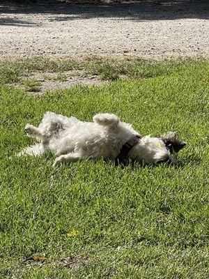 Lucy loved the grass!