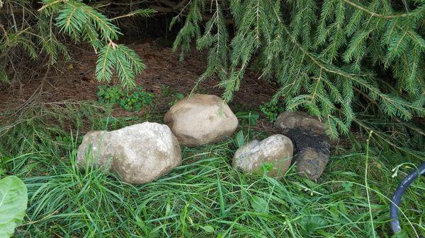 Large rocks he threw under my ornamental tree