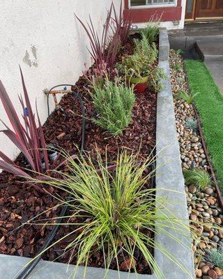 Kangaroo paws and ornamental green grass from Mi Jalisco