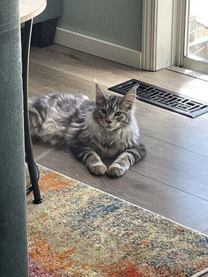 Maine coon kitten recovering after surgery (neuter)