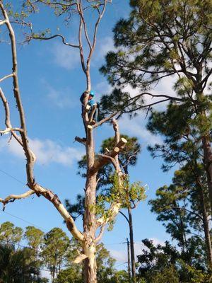 The Best Tree Services Company in Florida