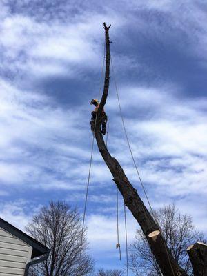 Our climbers have the experience to safely remove just about any tree