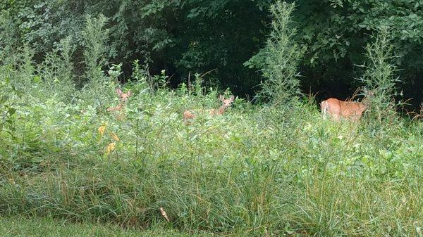 Spotted a little family on 7/10