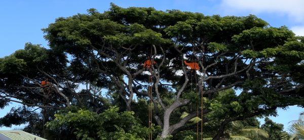 Kokua Tree Care