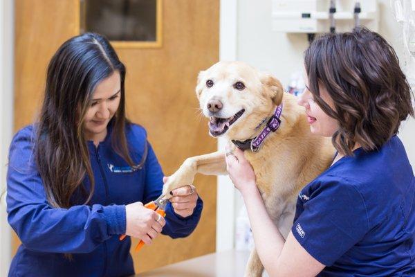 Somerset Animal Hospital