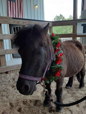 Meet Mr. Higbee, a most remarkable horse!