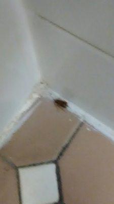 Cockroach???