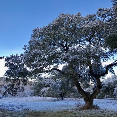 Rare snow in the Texas Hill Country