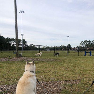 Westover Dog Park