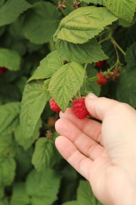 Picking raspberries