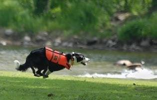 Trained Border Collie chasing geese @ park