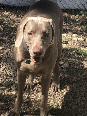 Blue is super sweet but look at that beautiful SHINNY coat!! -LPC