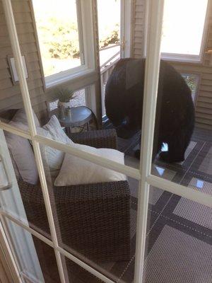 Bear visit today, came up and through our storm door on porch. He pushed through the lower panel which fell back onto the rug,