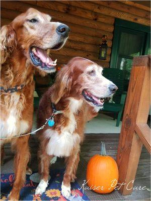 #irishsetter #hrooming #woodbridge #virginia #kaiserpetcare #happydogs