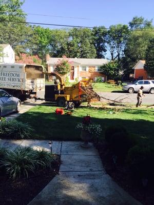 Mulching the tree