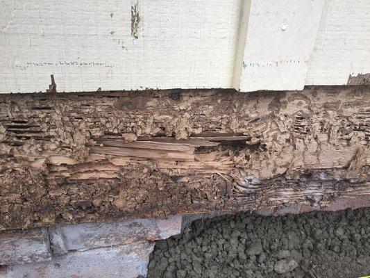 Termite Damage