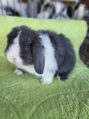 Blue eyeyed blue and white female 7 weeks.