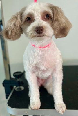 Hazel felt so much better after her groom and now she can see so much better too!