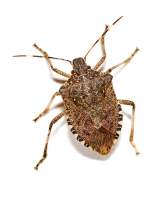 Stink Bugs